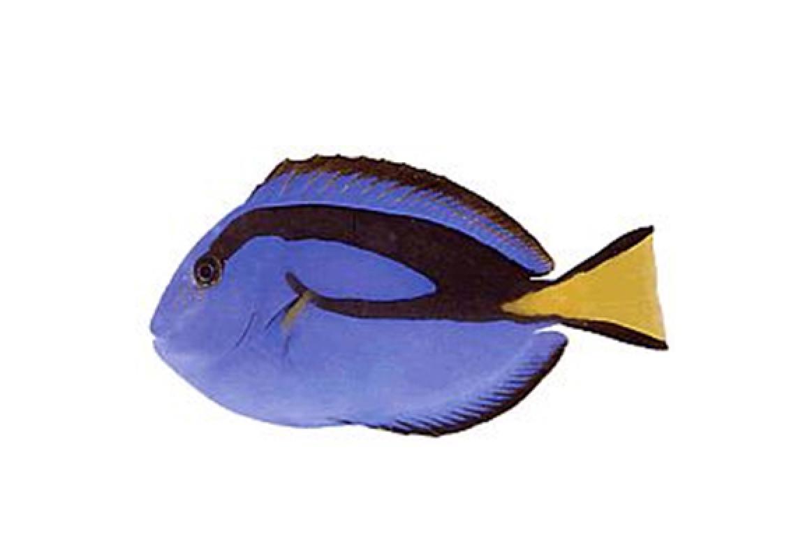 Doctorfish