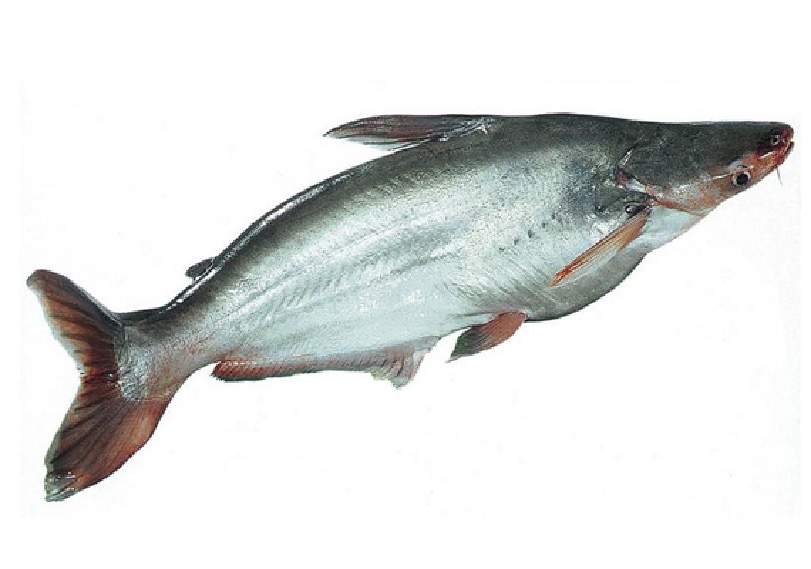 panga fisk oppskrift panga fisk oppskrift