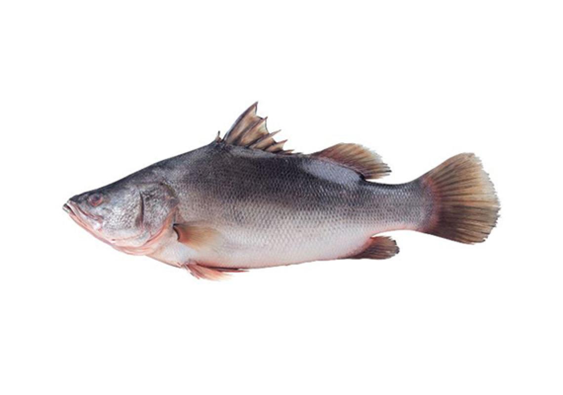 Nile Perch Pomona Export Nile Perch Pomona Export